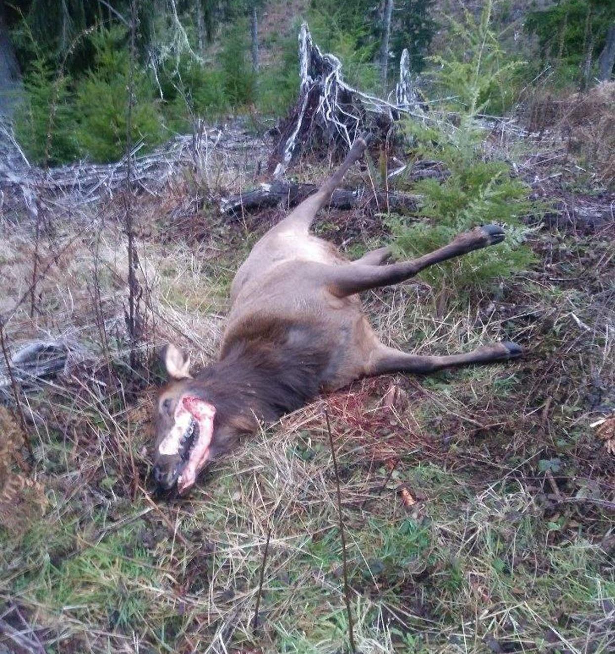 Elk 2.tif